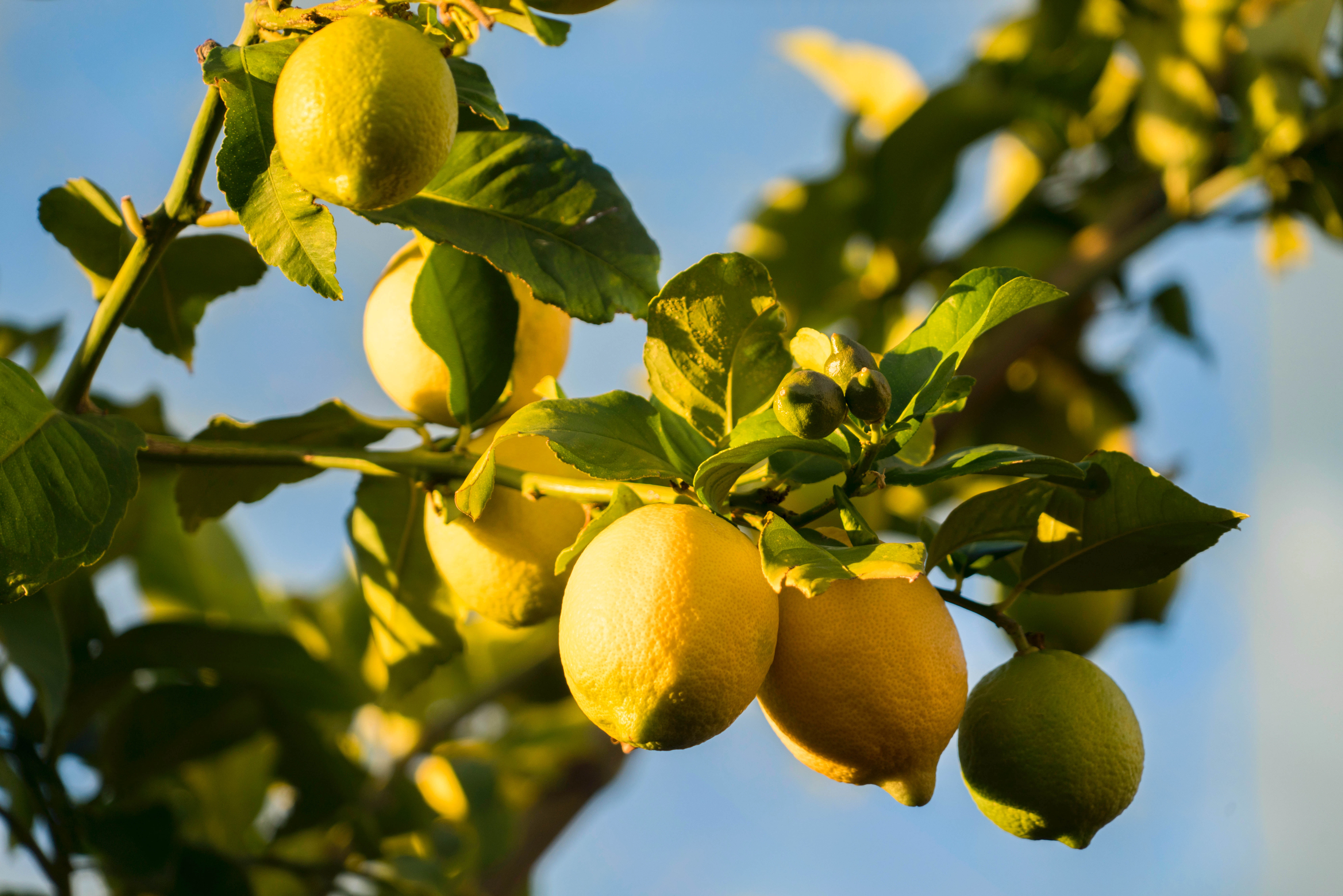 Lemons growing on a tree, blue sky in the background.