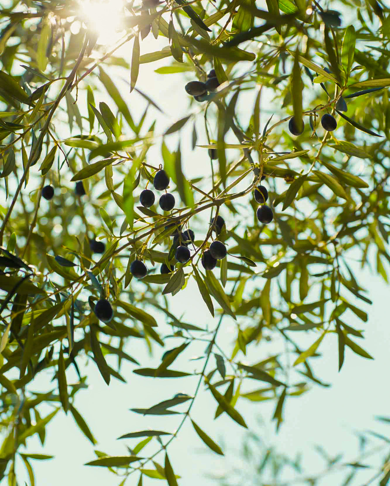 Black olives growing on an olive tree.