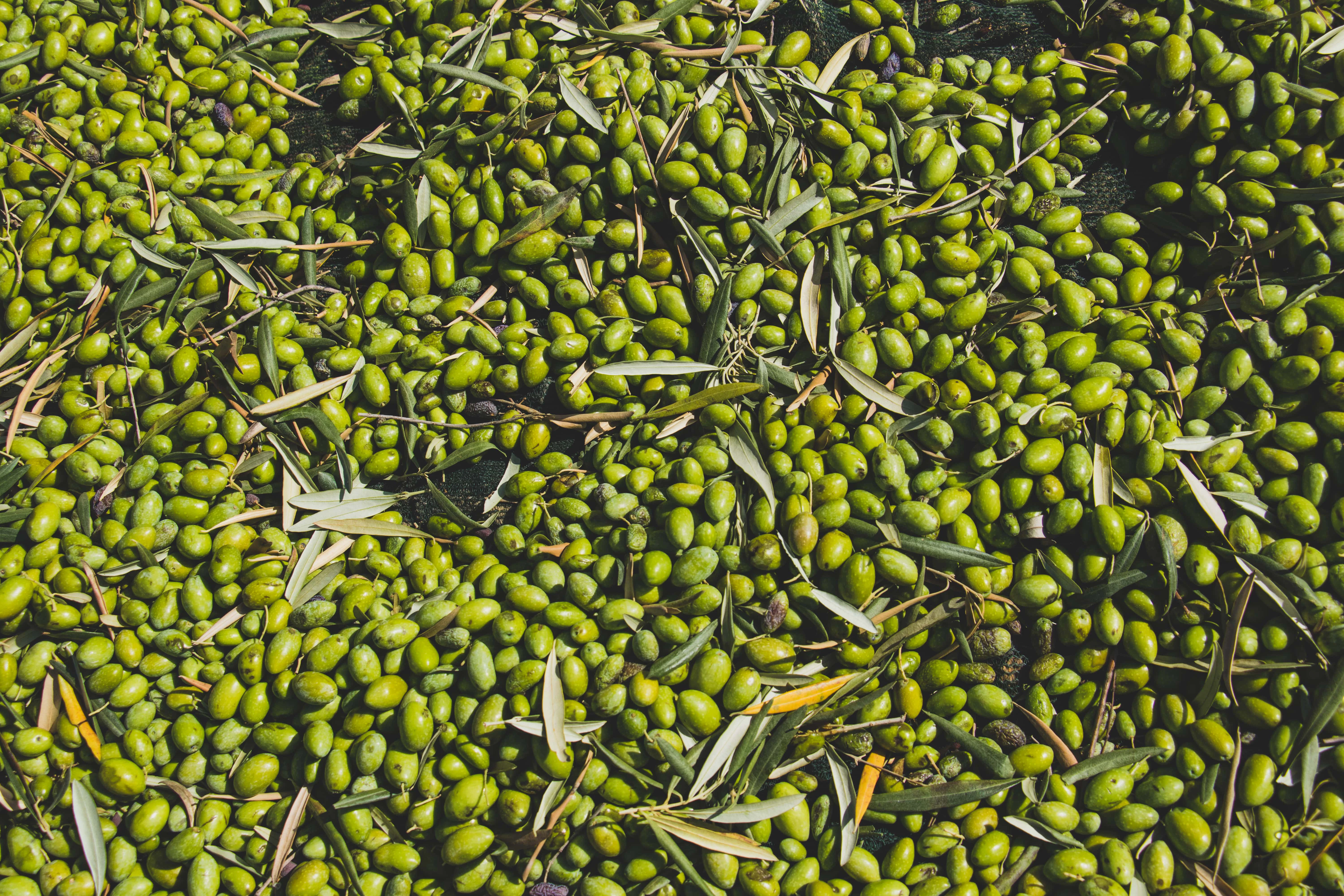 A pile of large green Nocellara del belice olives with some leaves.