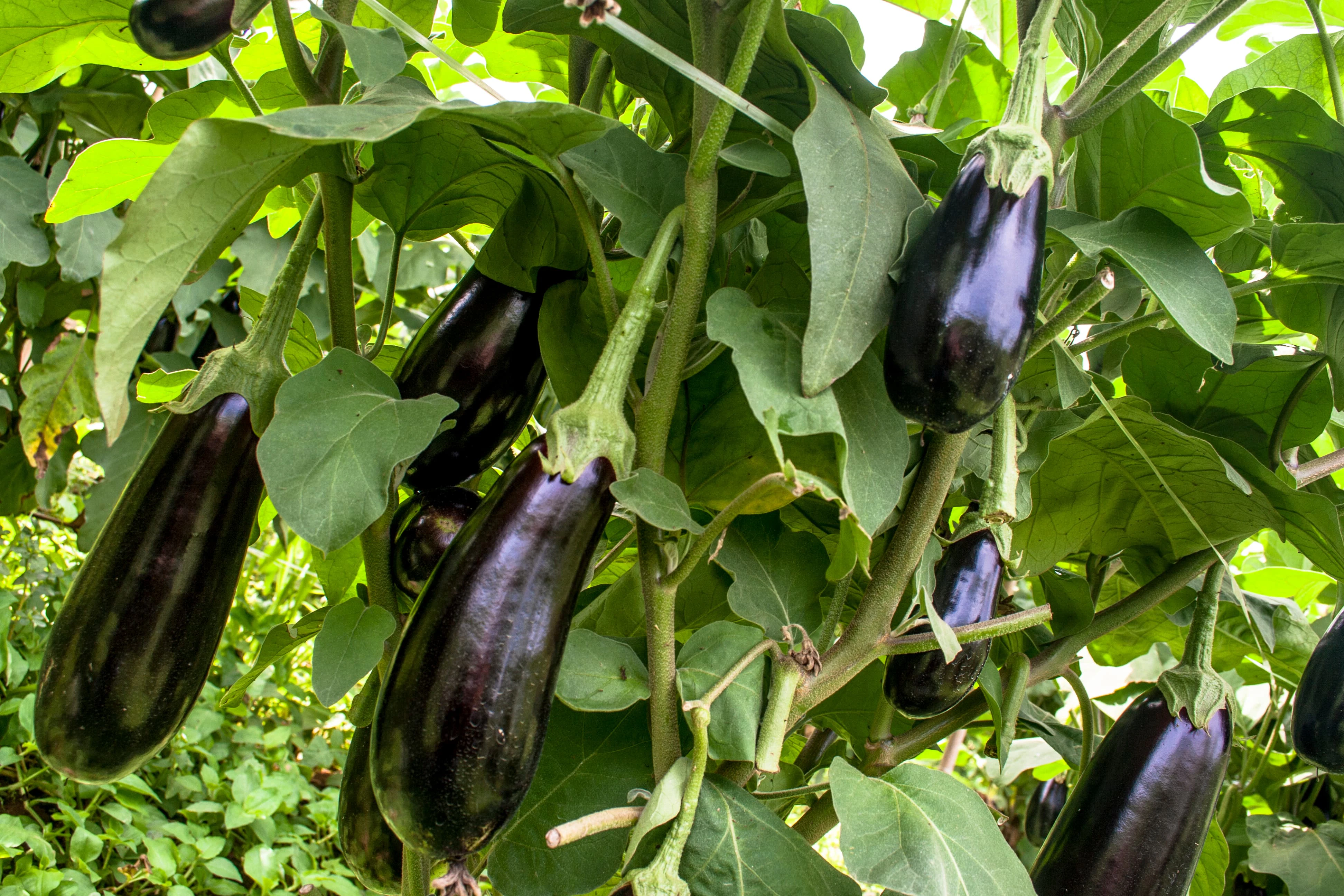 Aubergines growing on a plant.