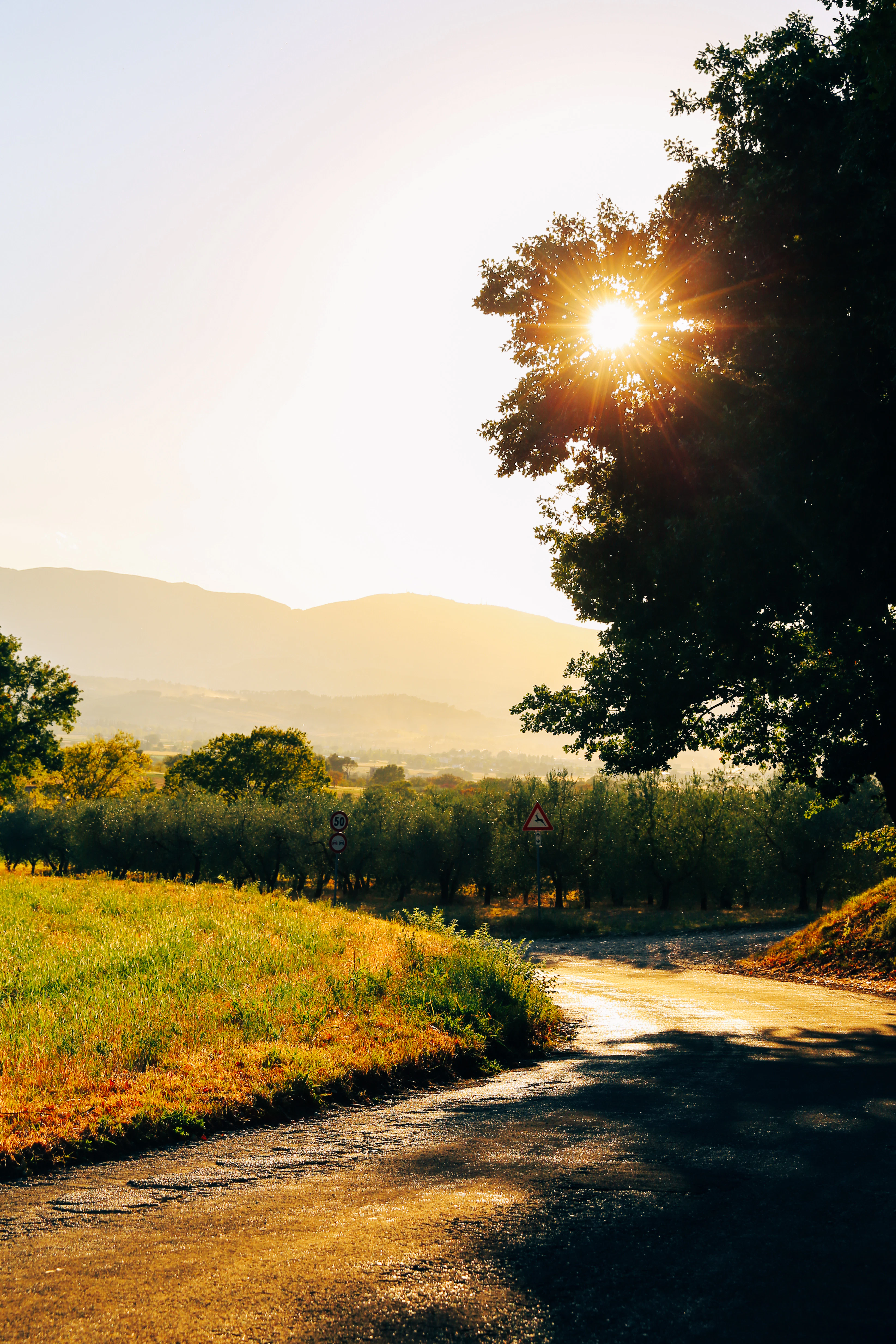 Italian landscape with hills in the background and a winding road.