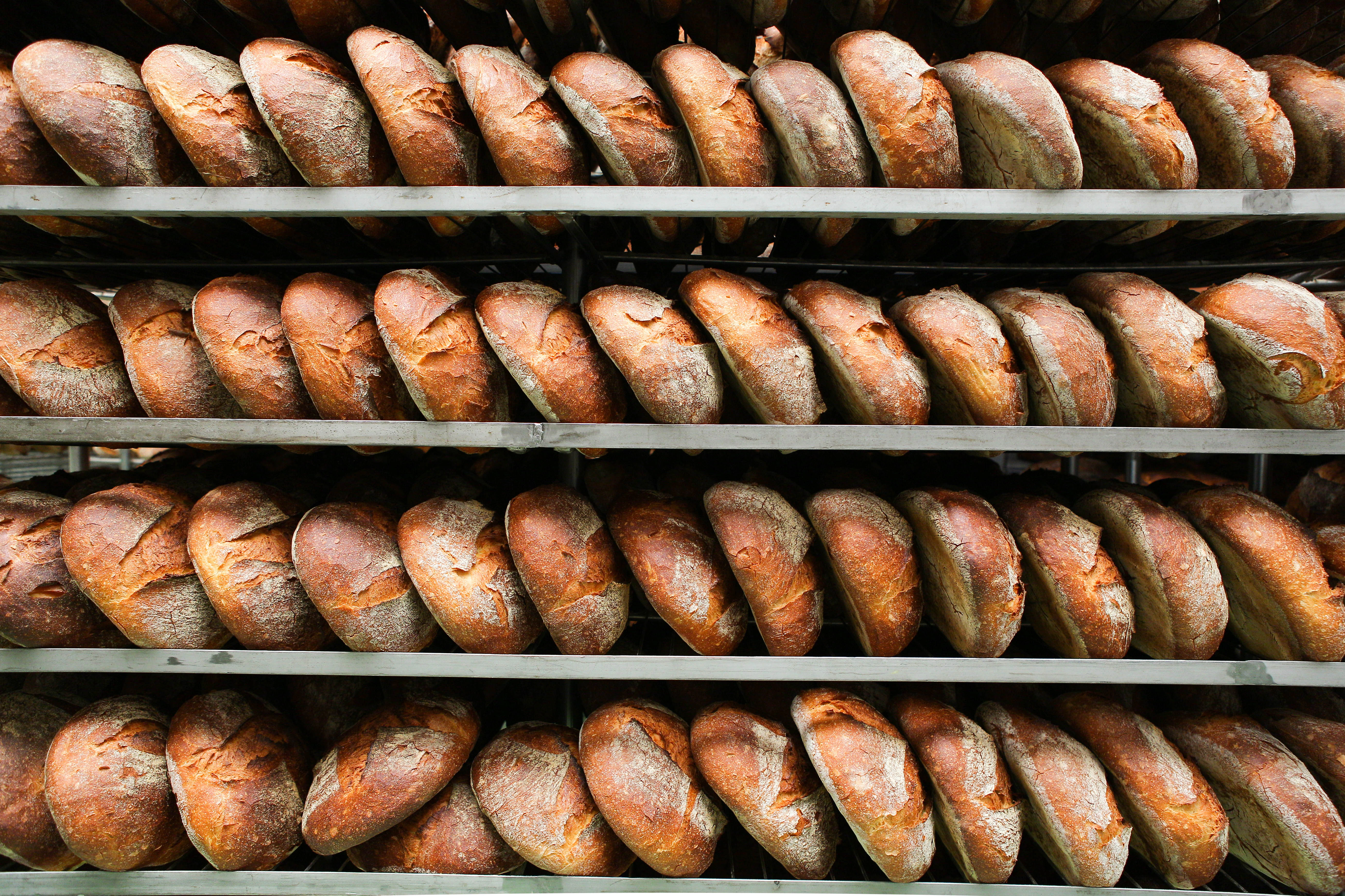 Four rows of Pane Pugliese are stacked vertically on cooling racks.