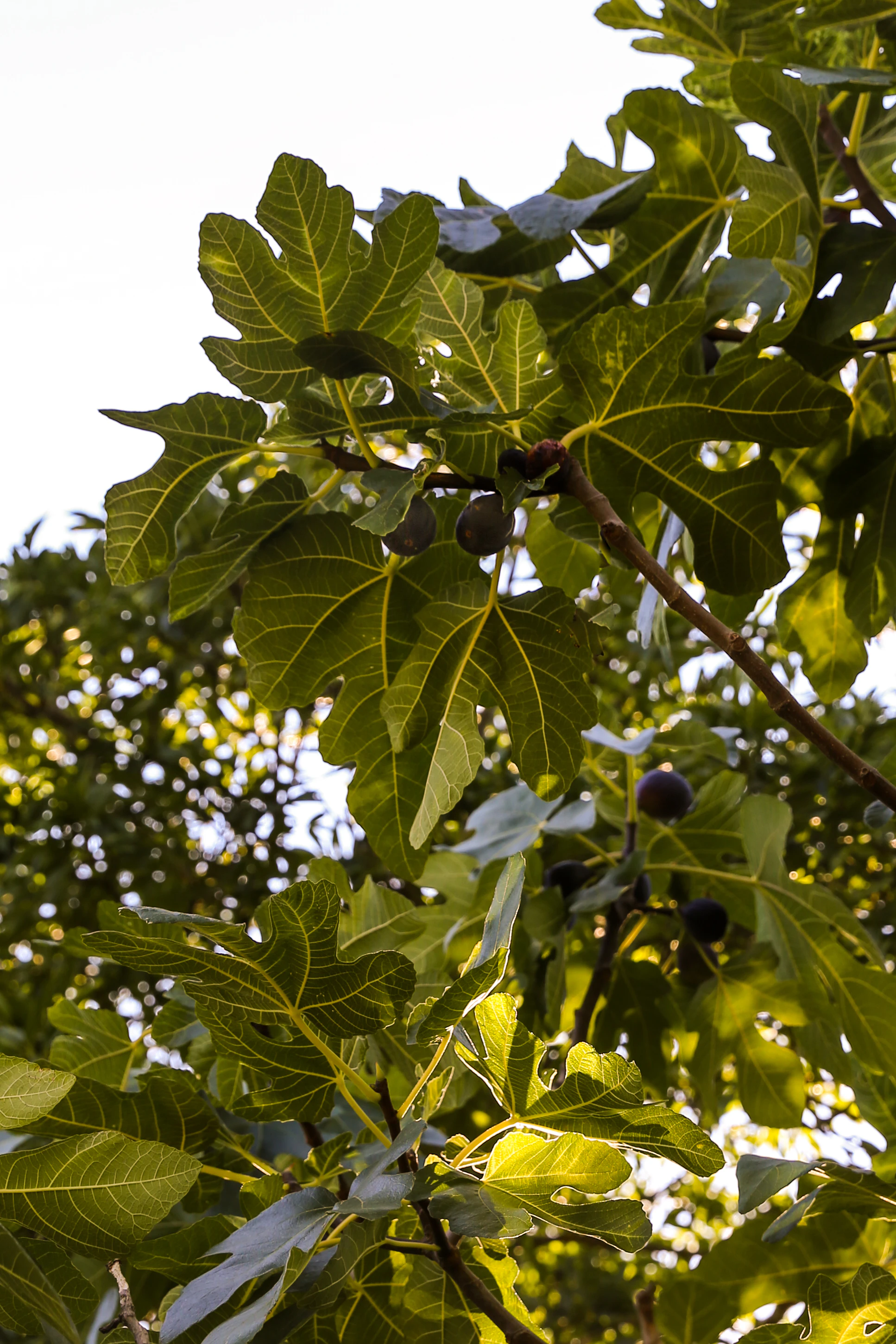Figs growing on a tree.