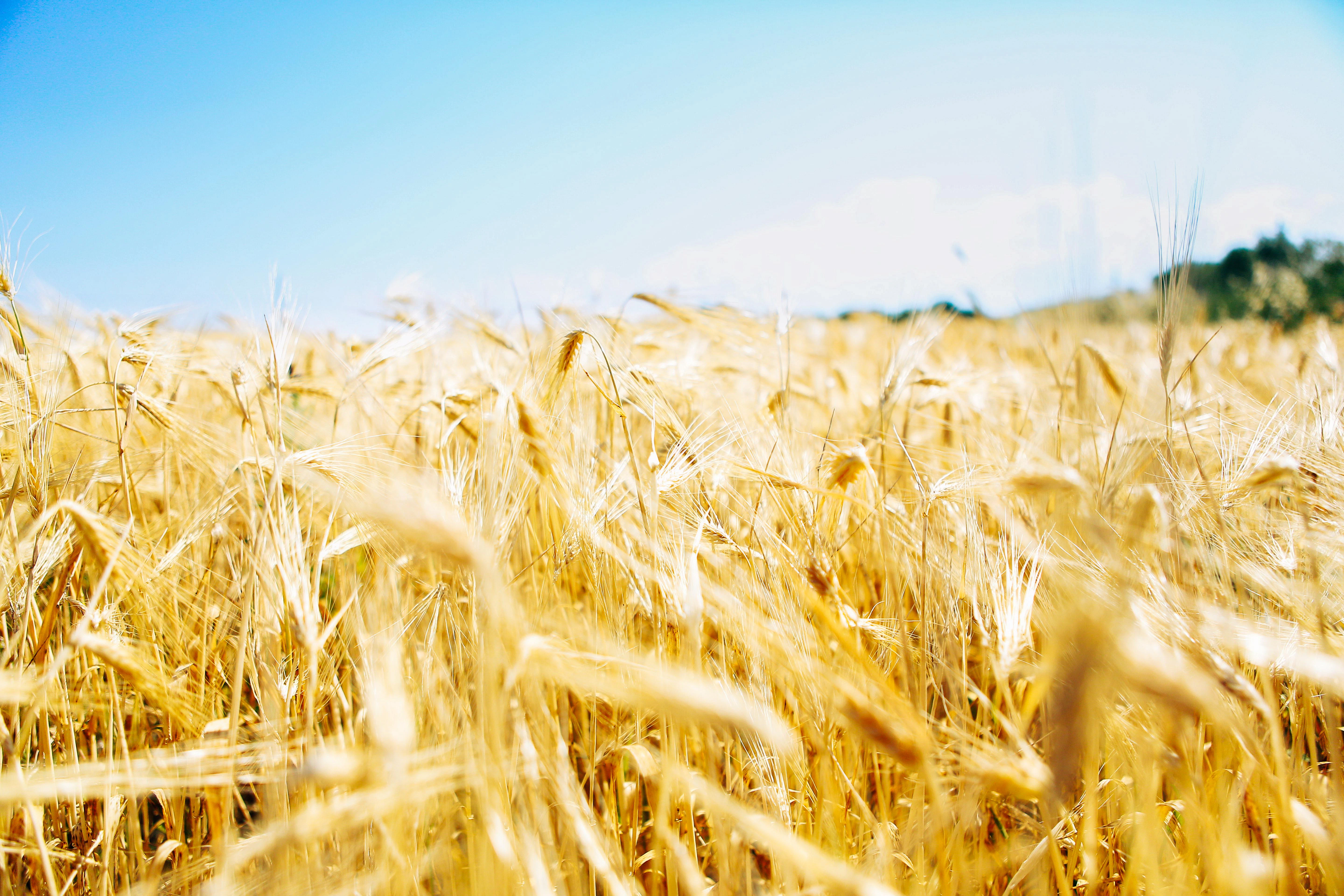 Golden wheat in a field