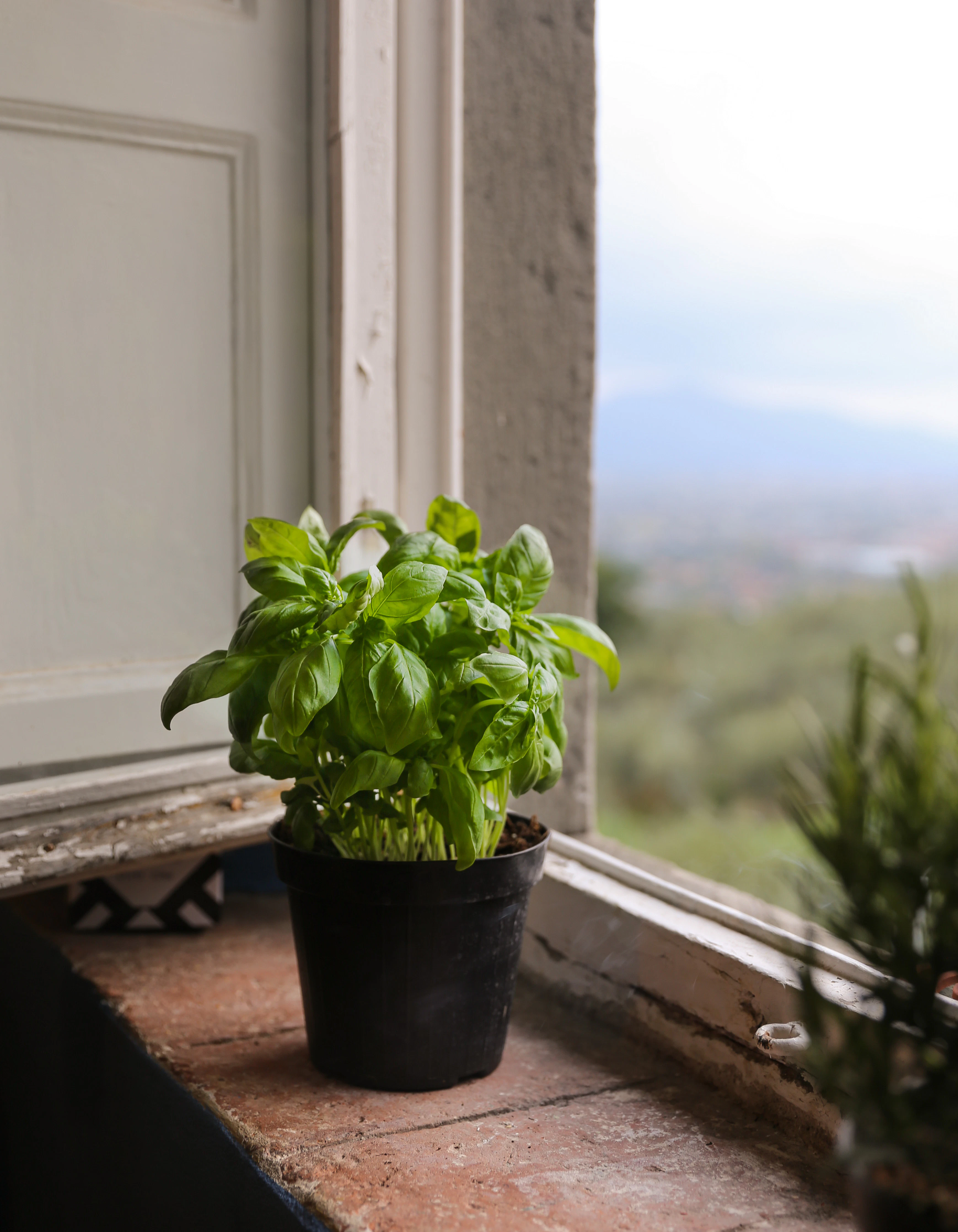 A pot of basil sits on the windowsill of an open window.
