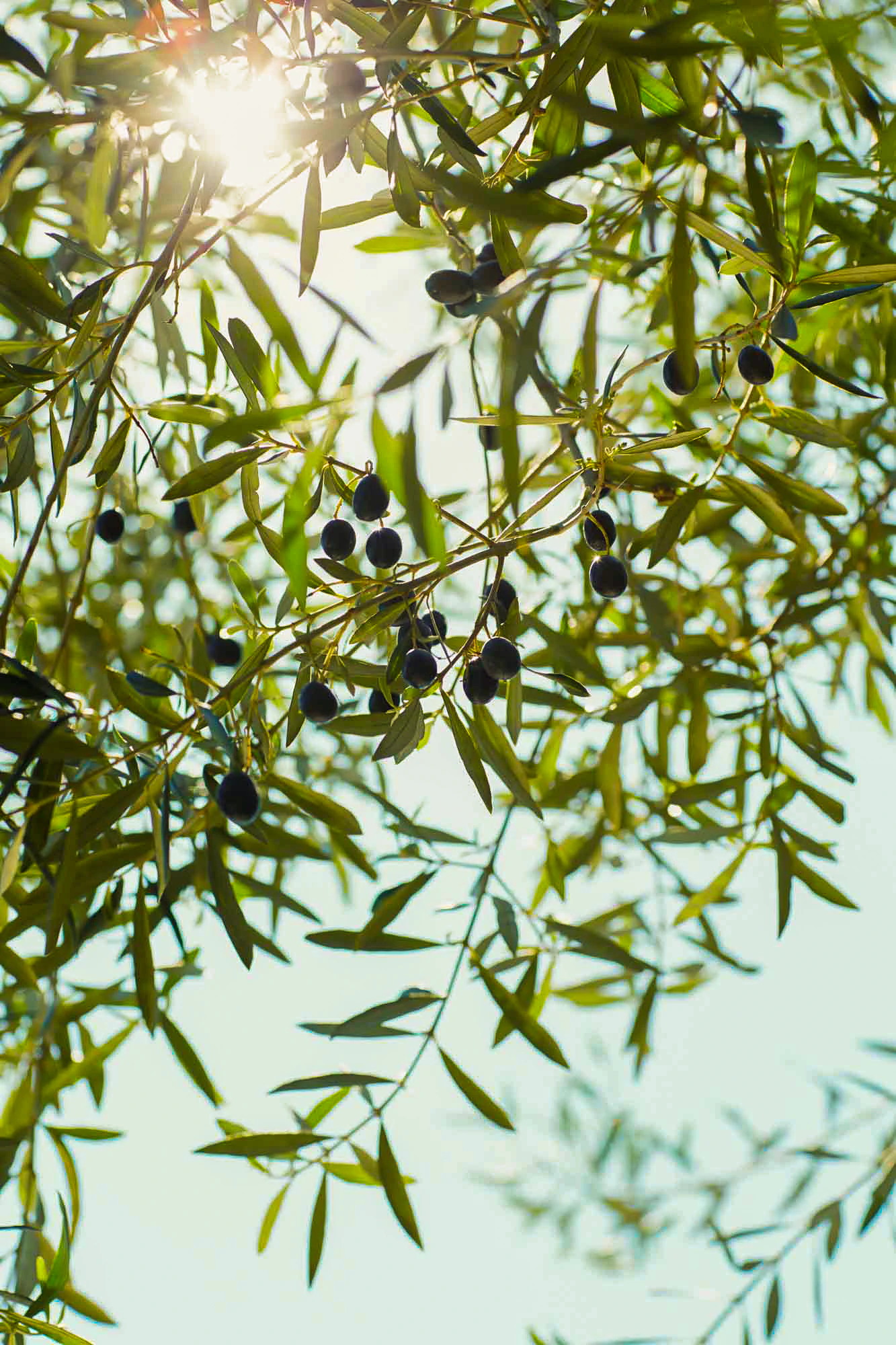 Black olives on a tree.