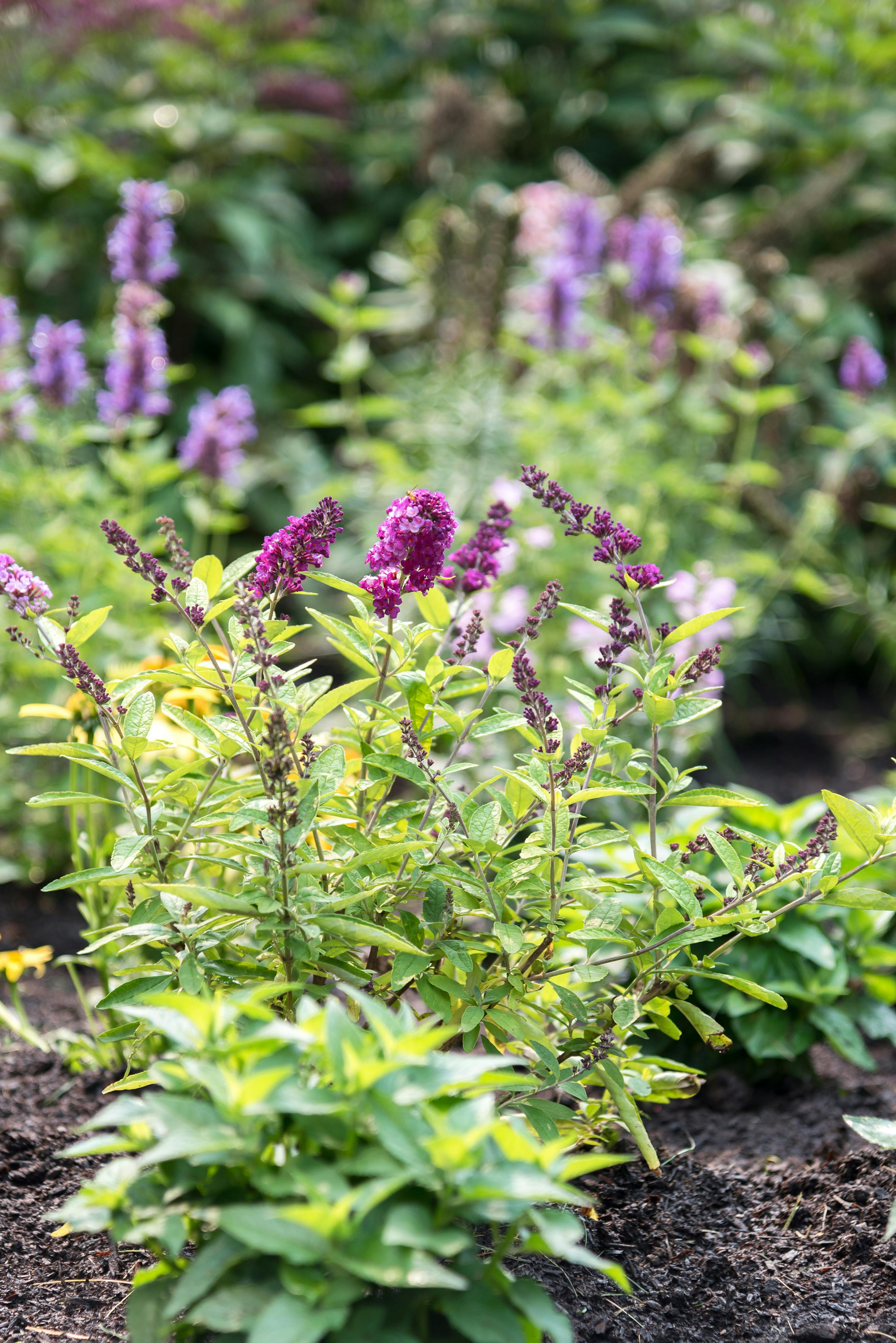 Purple flowers in a garden 